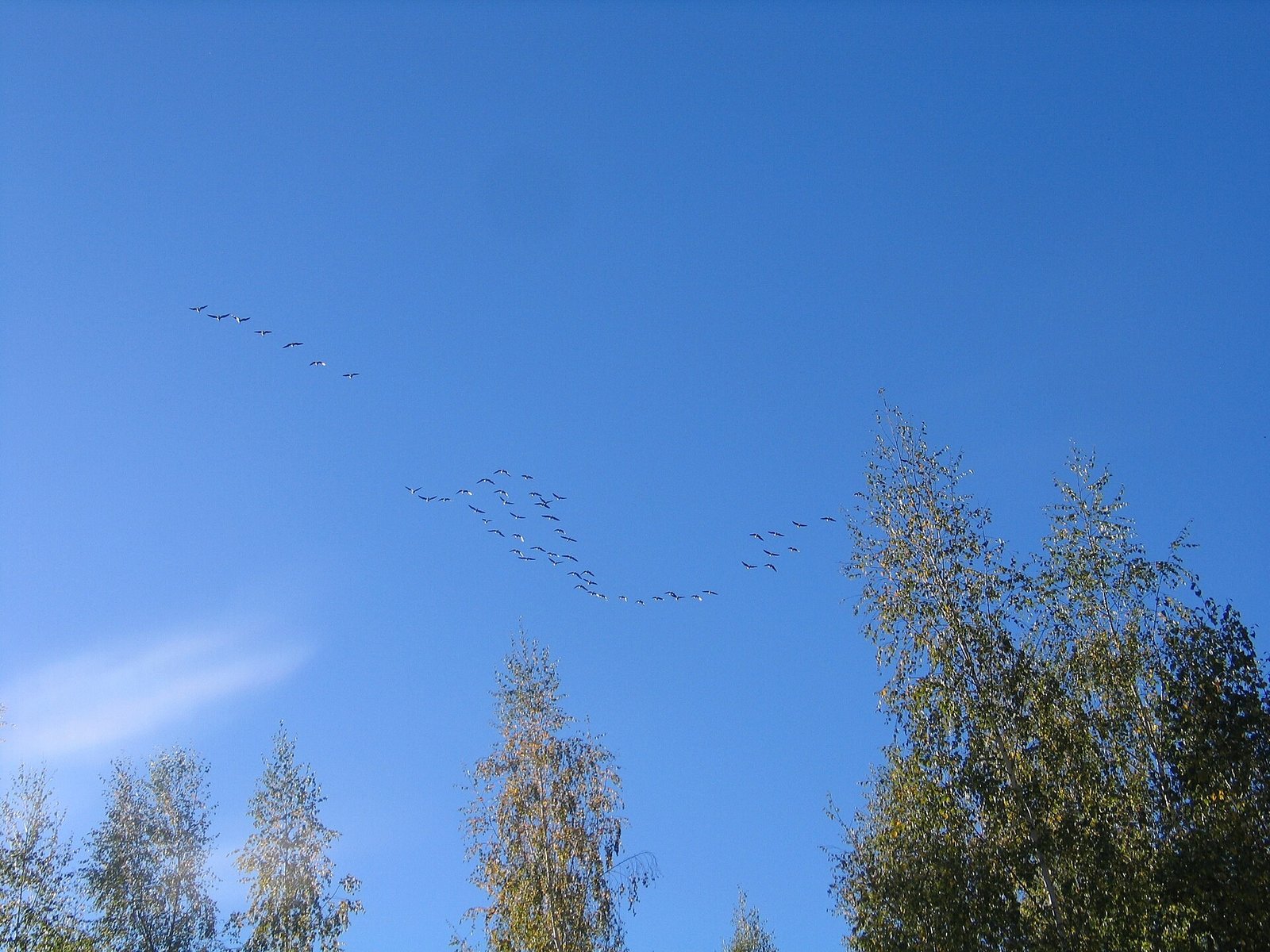 A flock of birds in flight against a pale sky, wings spread in loose formation.