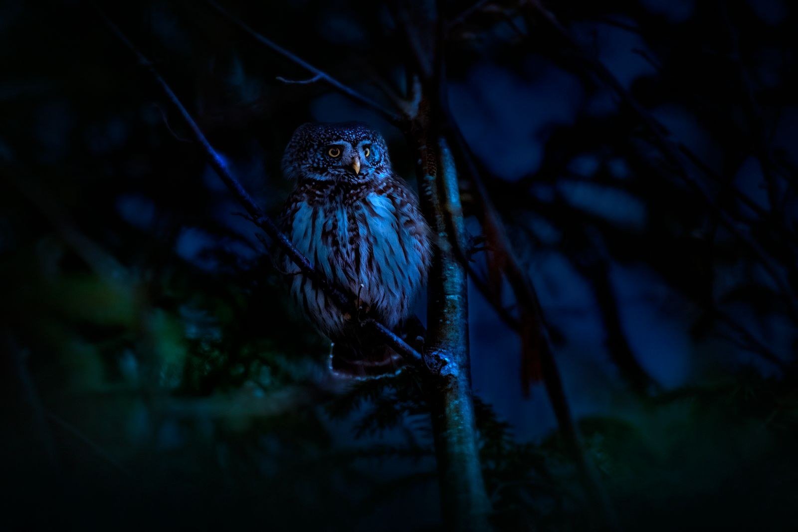 A great horned owl perched on a bare branch at night, eyes fixed forward.