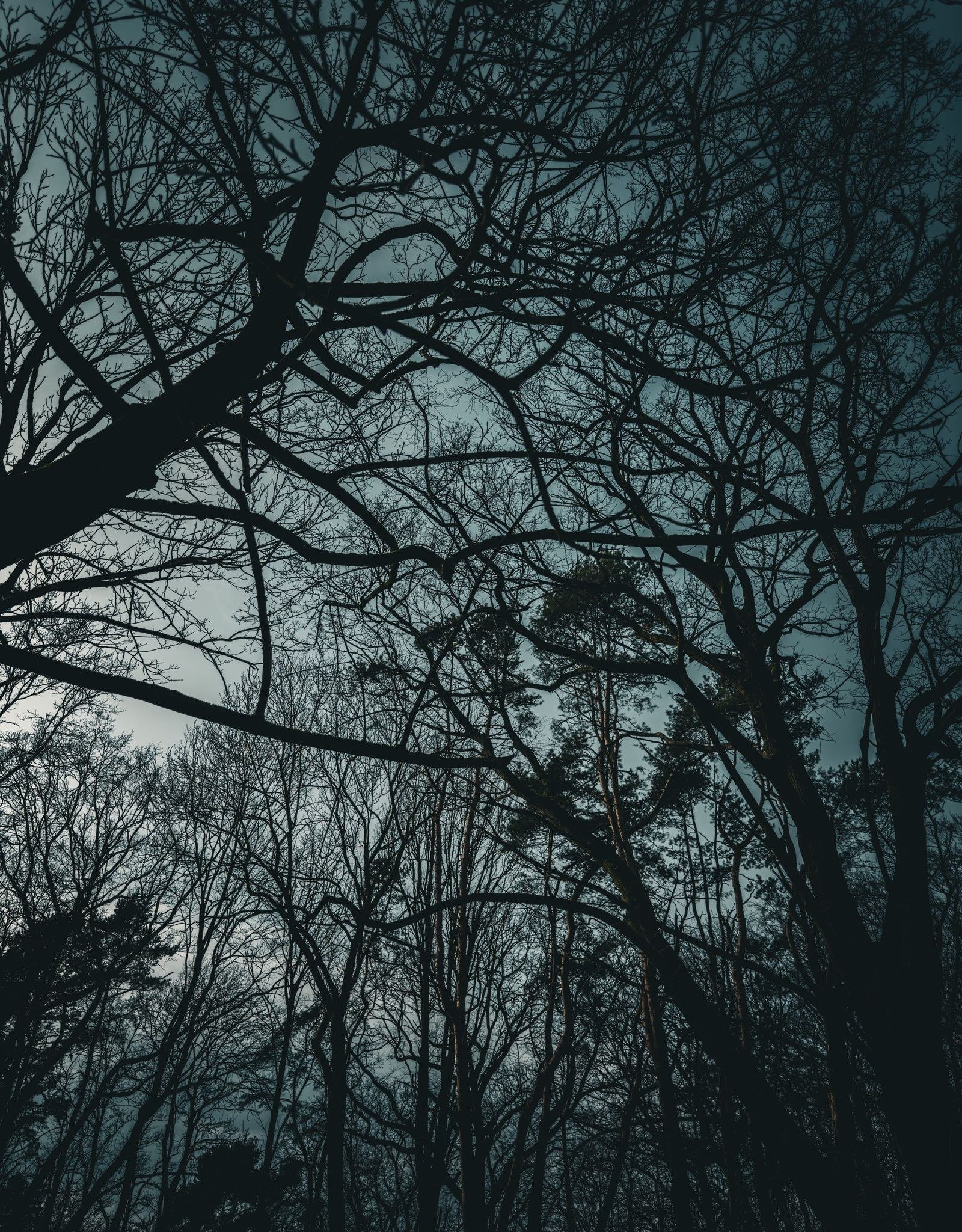 A dense forest at twilight, dark trunks receding into shadow.