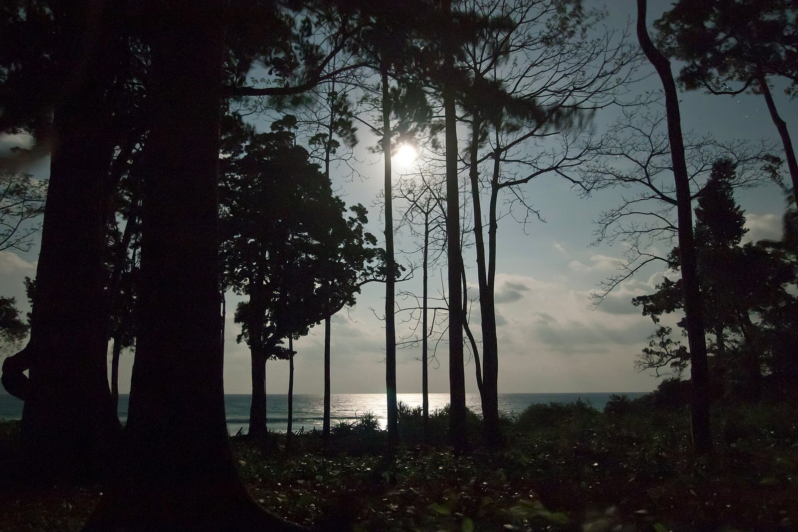 A full moon shining through tall tree trunks beside the sea at night, its light reflecting on the water.