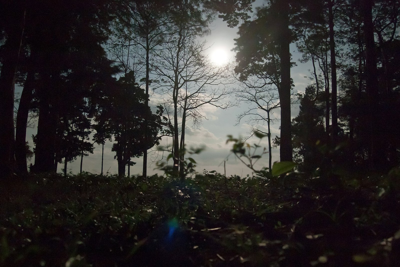 A bright full moon glowing through the branches of a dark forest at night.
