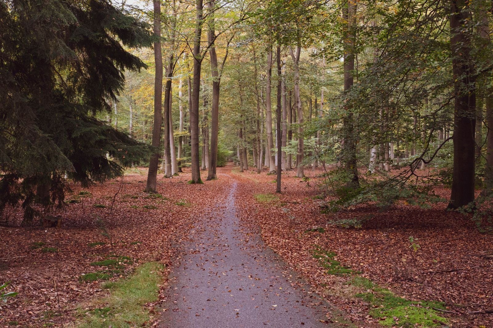 Golden autumn leaves covering a forest path, with bare branches overhead.