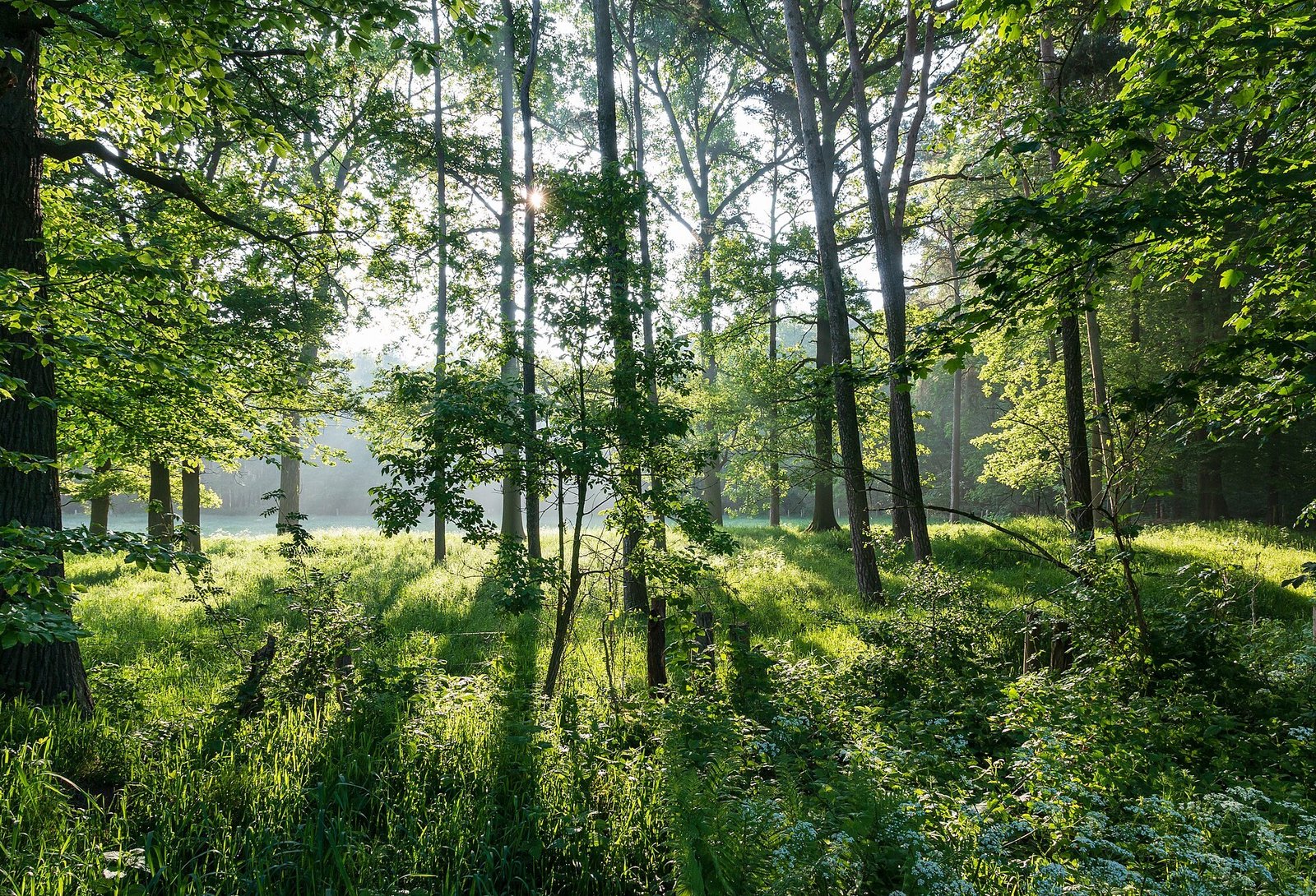 A dense green forest with tall trees, shafts of sunlight filtering through the canopy onto the forest floor.