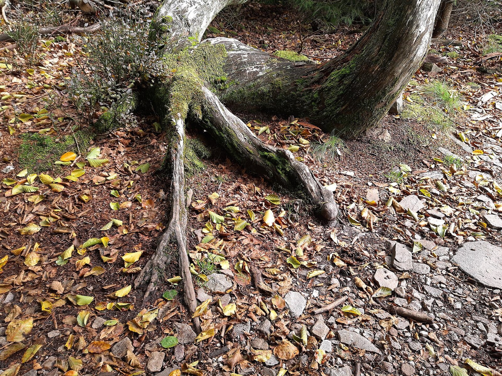 A tree trunk and exposed roots near a forest trail