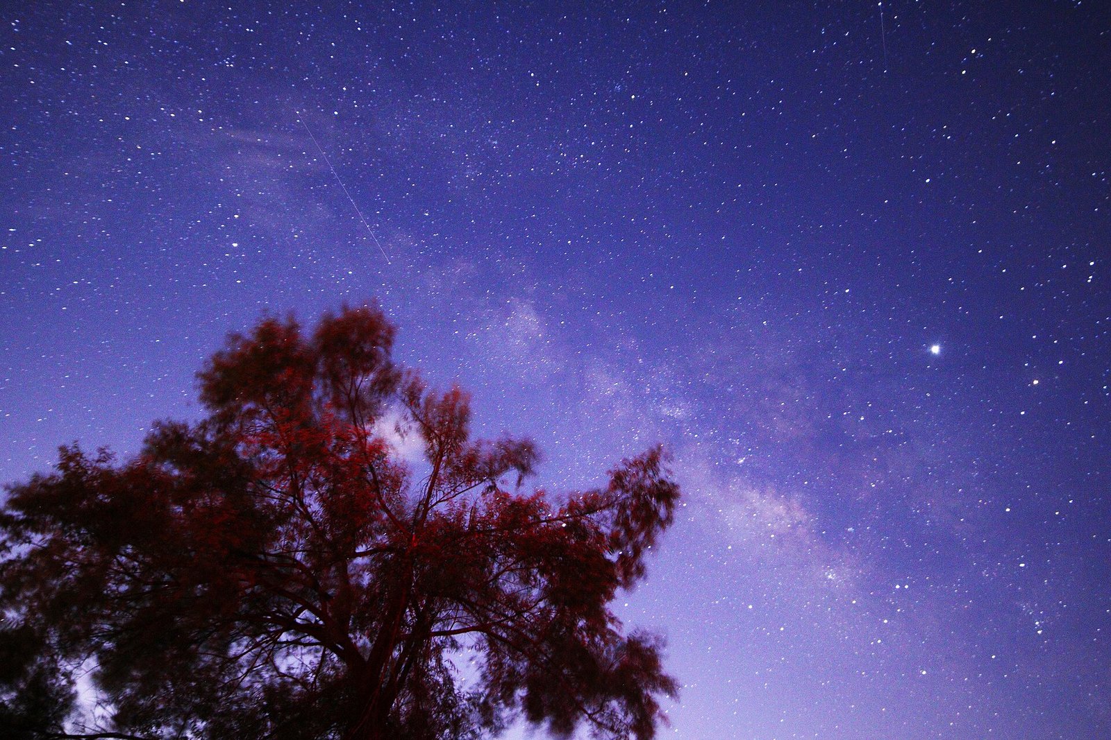 A bright planet shining among the stars in a deep-blue night sky above a tree silhouette.