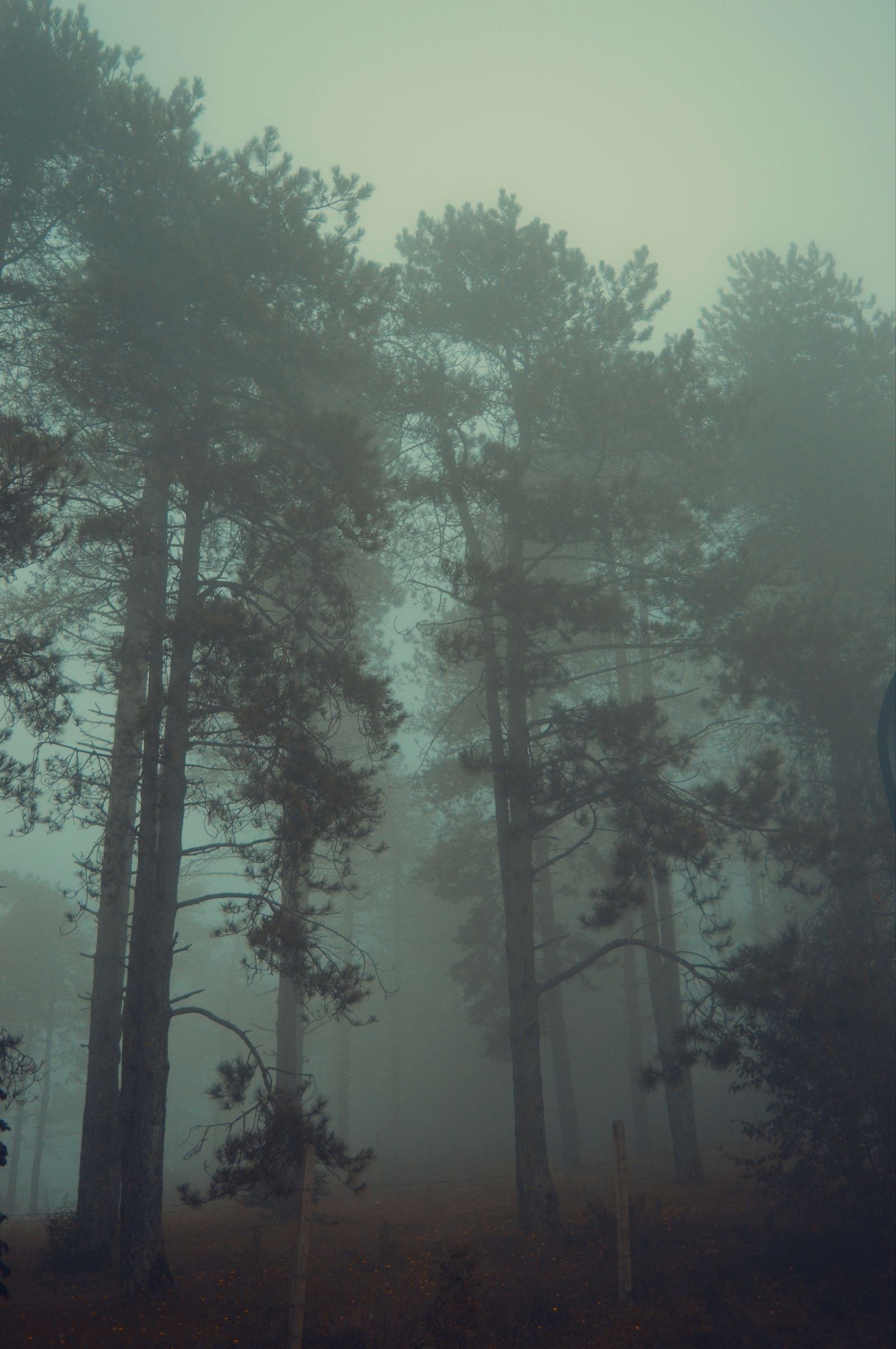 Thick fog drifting through a pine forest, tree trunks fading into white.