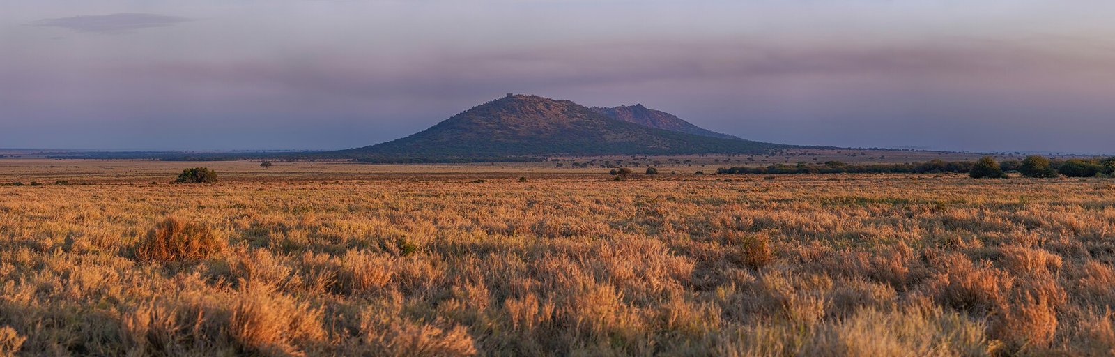 Dawn over the Serengeti, golden grassland stretching toward a low hill under a pale hazy morning sky.