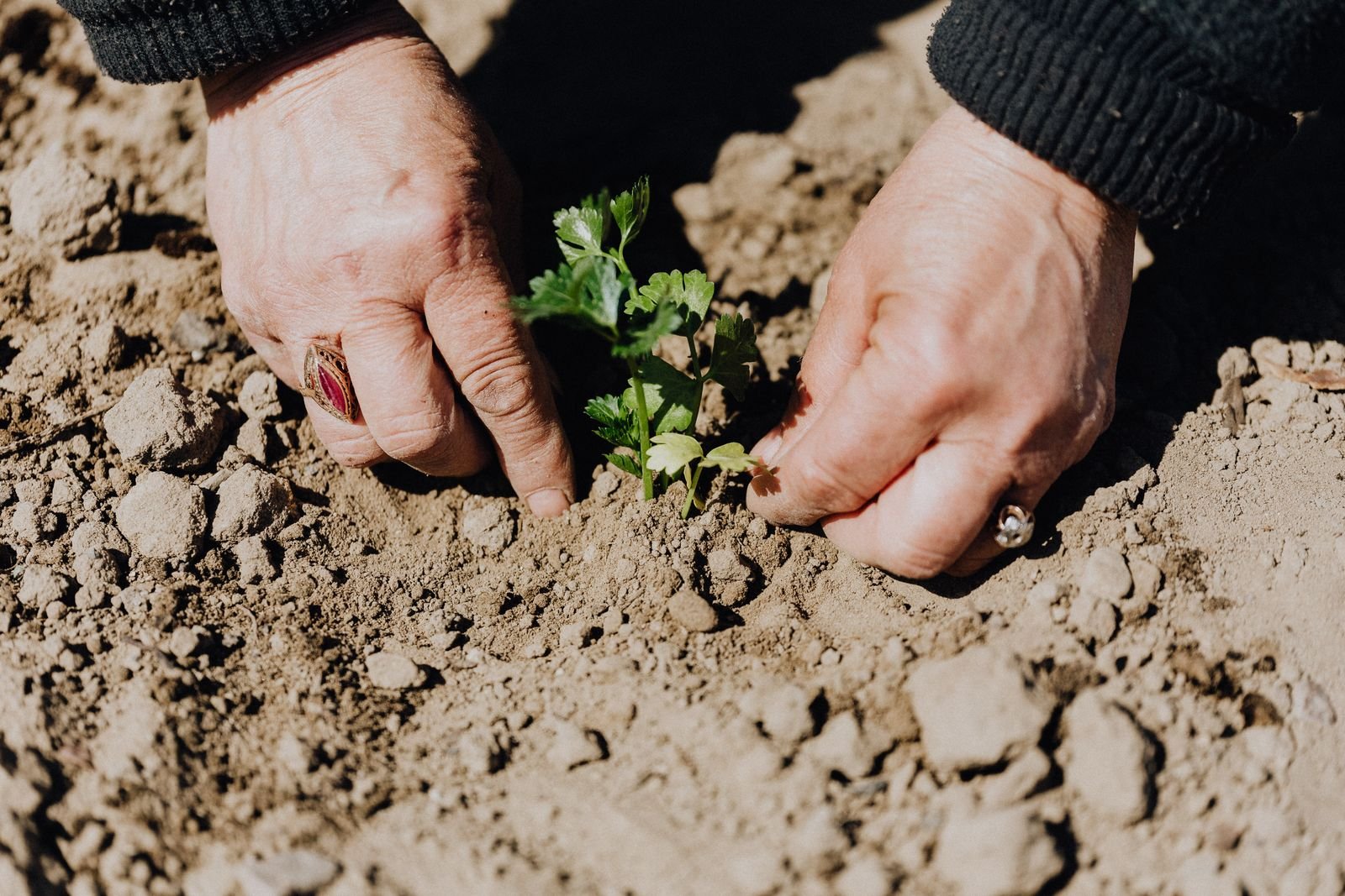 Hands planting seedlings in a garden bed
