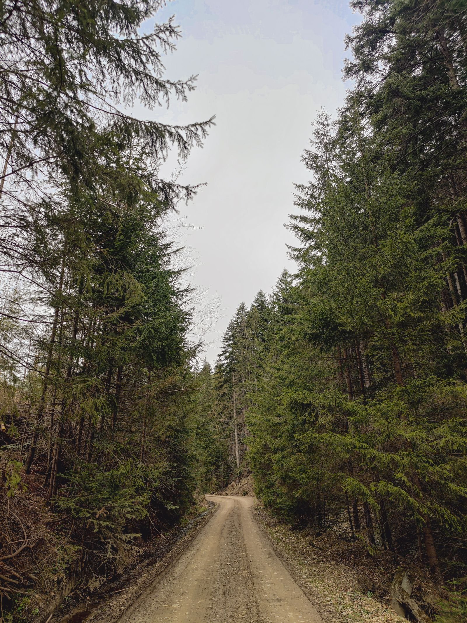 A dirt road through a coniferous forest
