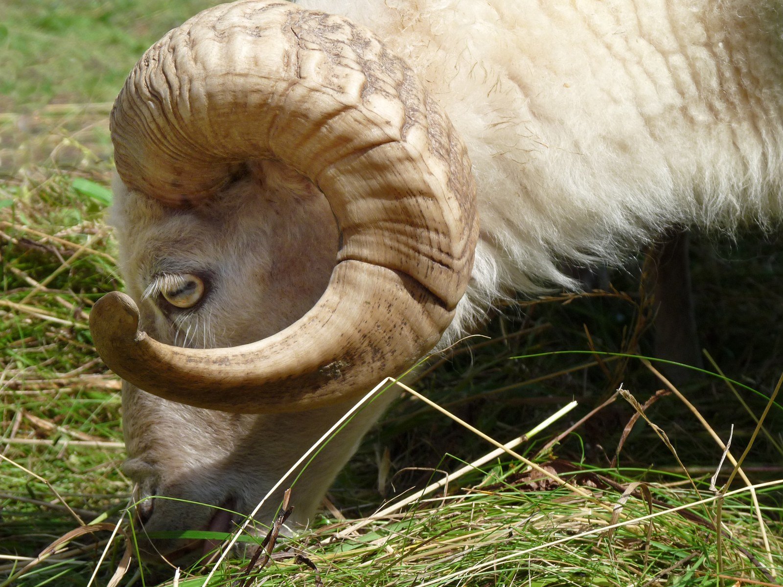 A close-up photograph of a ram's curled horn and eye as it grazes in green grass
