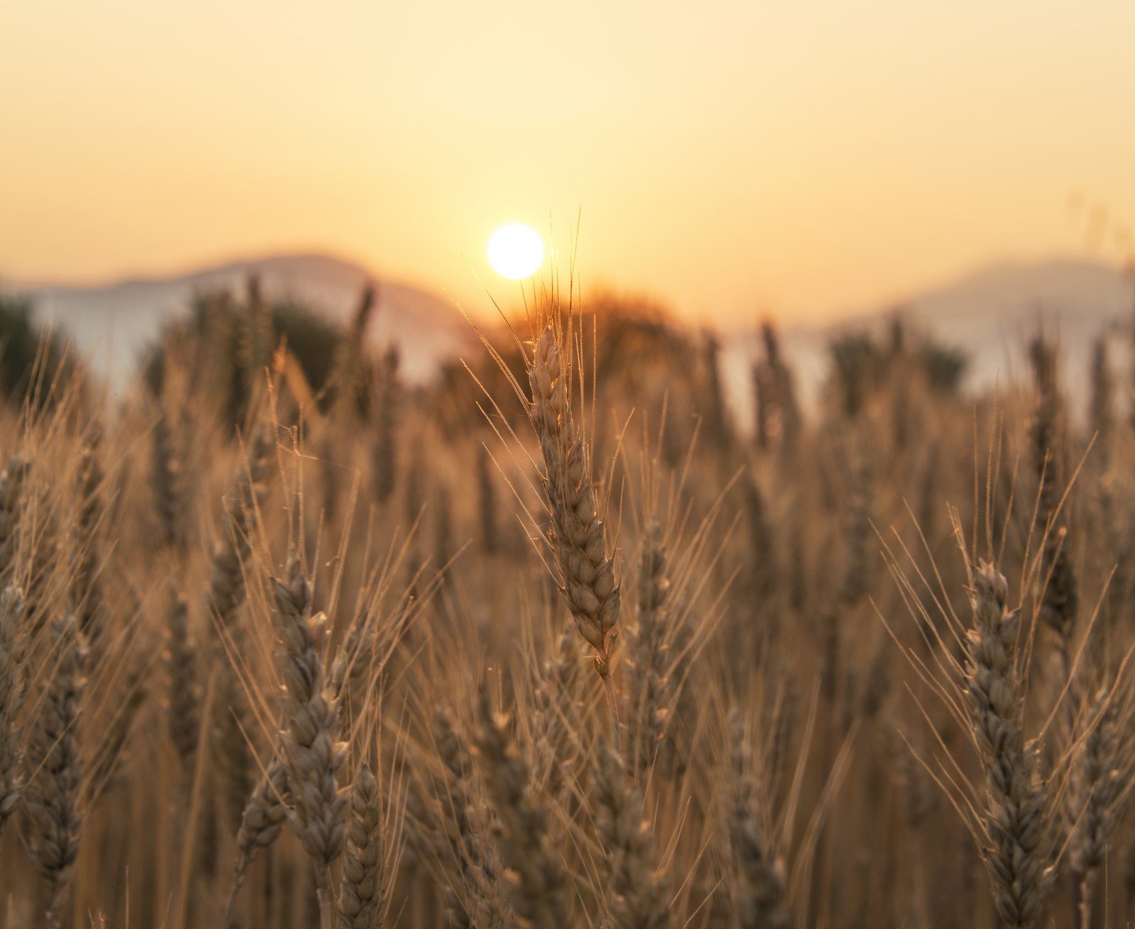 Close-up of ripe wheat ears in a field at sunset