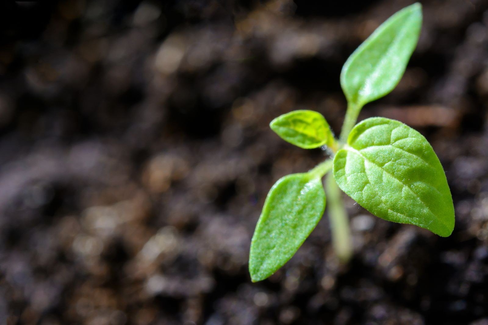 A small green seedling pushing up through dark soil in morning light.