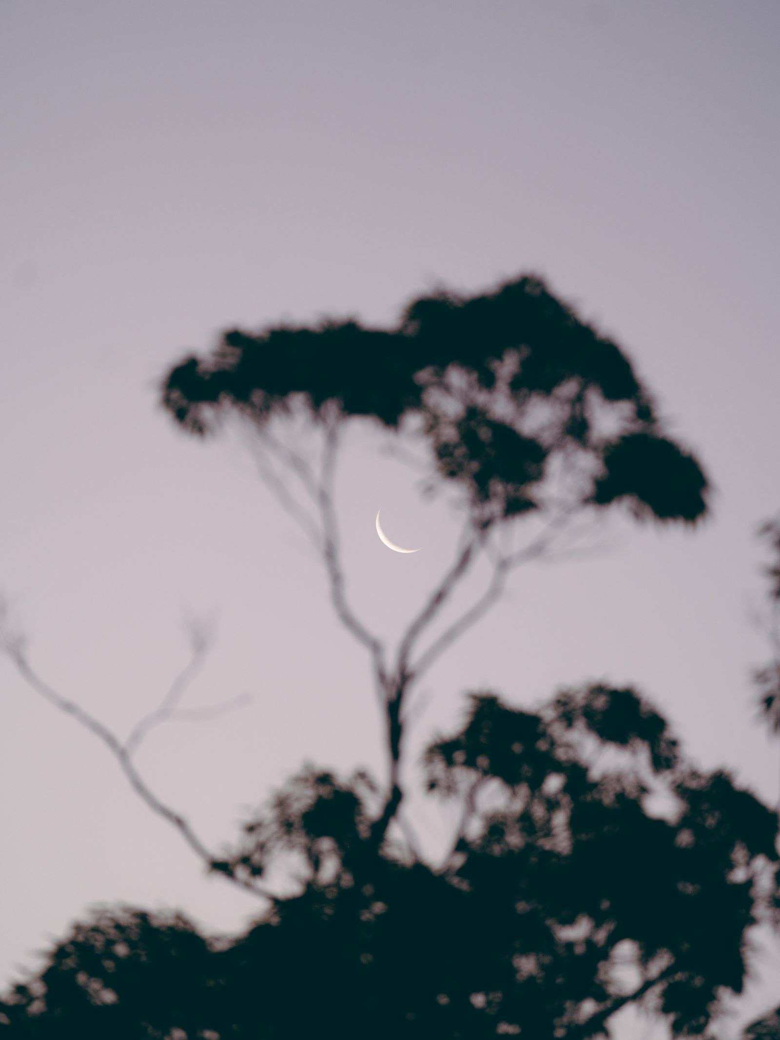 A thin waxing crescent moon hanging low over silhouetted treetops at twilight.