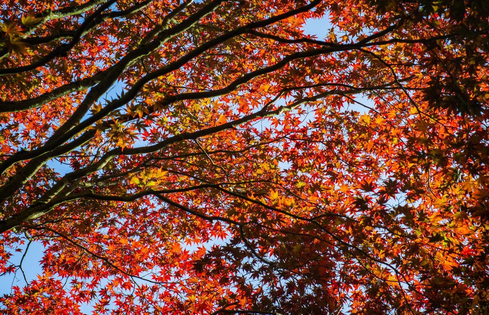 Trees with bright autumn foliage.